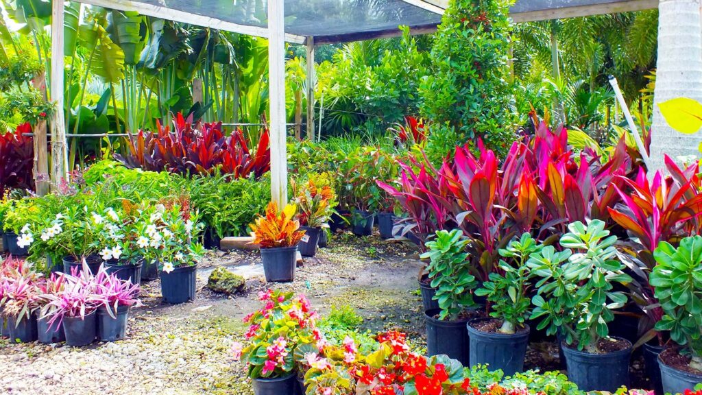 The Benefits of Plant Nurseries Webfreen.com