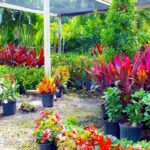 The Benefits of Plant Nurseries Webfreen.com