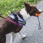 Understanding the No-Pull Dog Harness: How It Works and Why You Need One