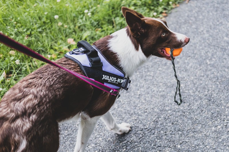 Understanding the No-Pull Dog Harness: How It Works and Why You Need One