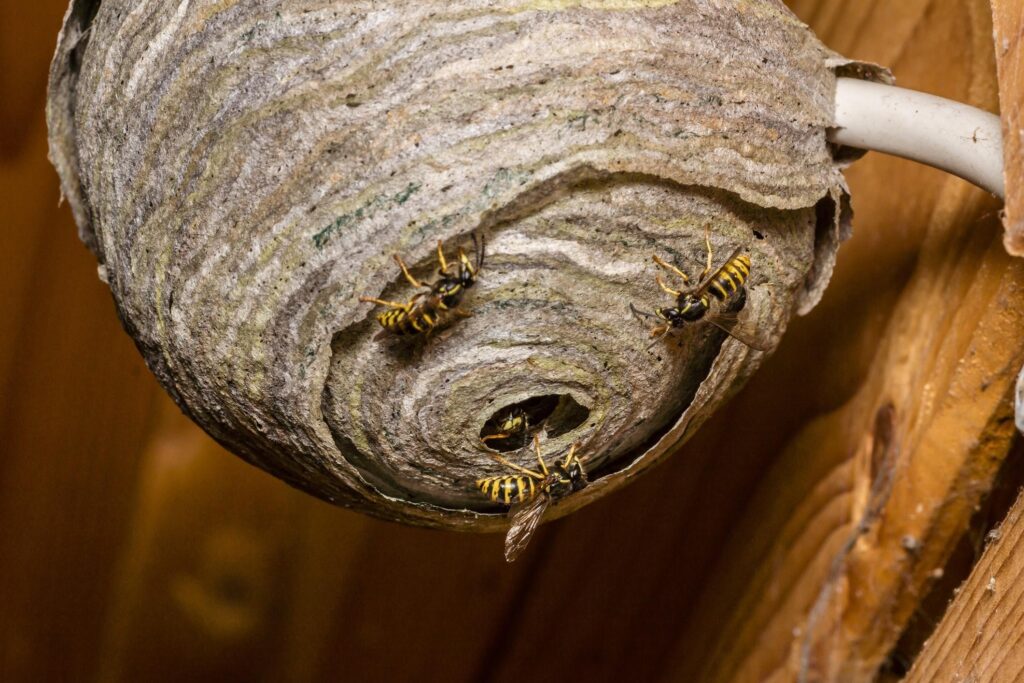 The Dangers of Ignoring Wasp Nests