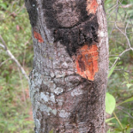 How Tree Spraying Can Save Your Trees from Sudden Oak Death