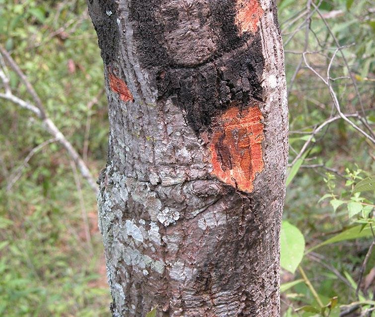 How Tree Spraying Can Save Your Trees from Sudden Oak Death